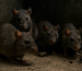 Quatre rats bruns évoluant dans un sous-sol délabré, éclairés par une lumière tamisée, illustrant leur comportement discret et leur présence dans les environnements urbains abandonnés.
