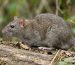 Dératisation professionnelle - Rat brun surmulot guide complet élimination rongeurs