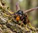Frelon asiatique Vespa velutina sur écorce - identification thorax noir pattes jaunes