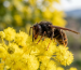 frelon asiatique en mars sur une fleur de mimosa lors de son réveil printanier