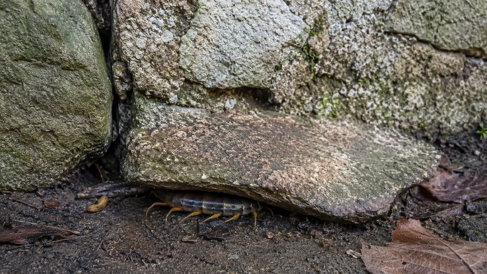 Cachette de scolopendre sous une pierre et près d’une fissure dans un mur