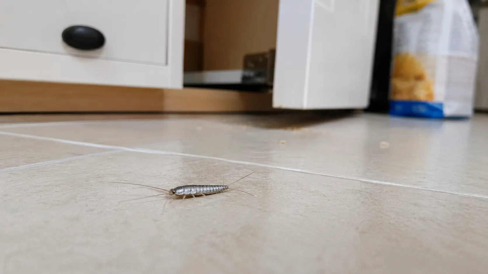 Poisson d’argent dans une cuisine près d’un placard alimentaire