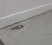 Poisson d’argent dans une salle de bain humide, insecte rampant argenté dans une maison