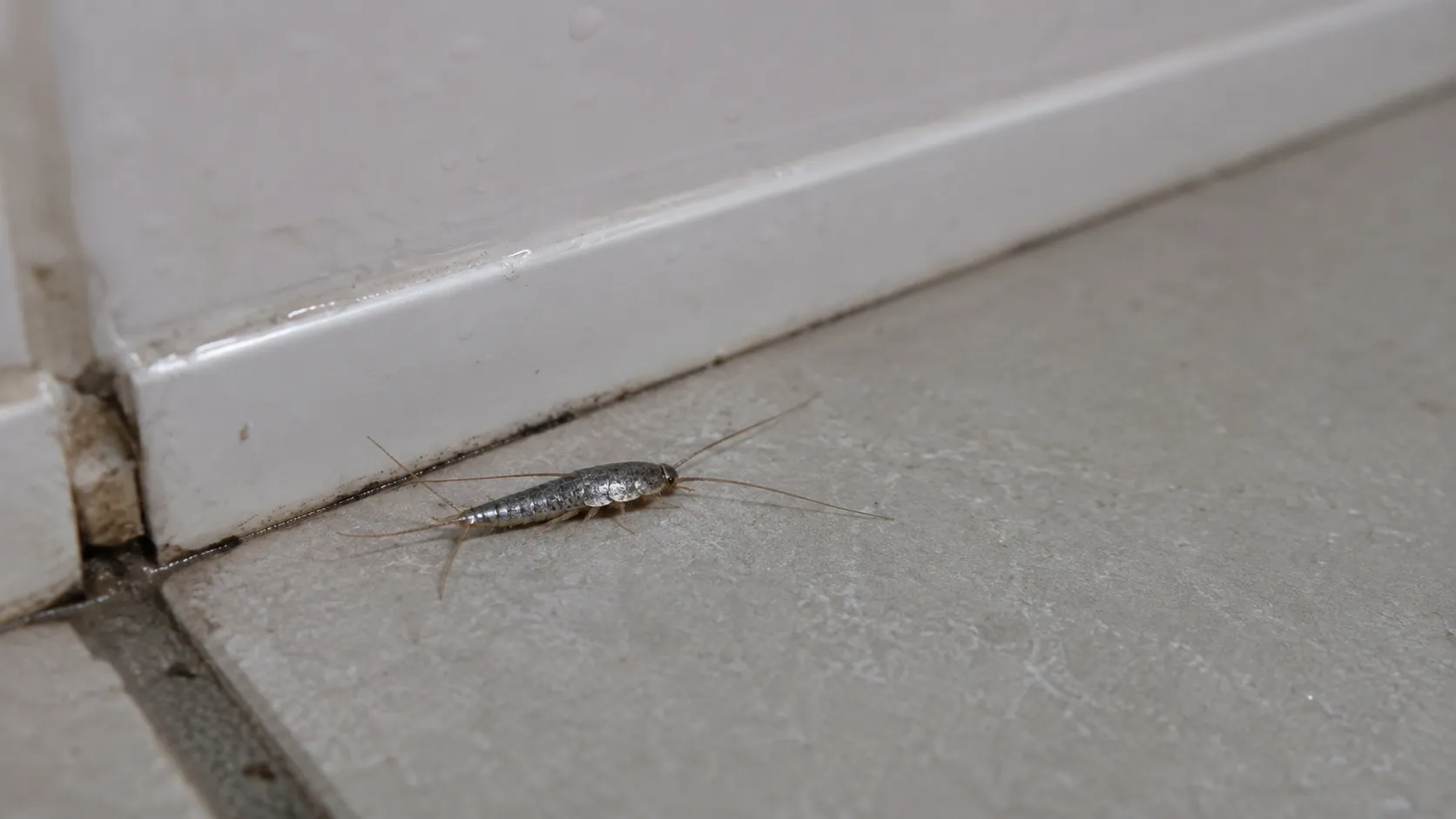 Poisson d’argent dans une salle de bain humide, insecte rampant argenté dans une maison