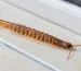 Scolopendre dans une maison sur un sol carrelé près d’une plinthe