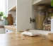 Fourmis dans une maison près d’une cuisine et d’un placard alimentaire