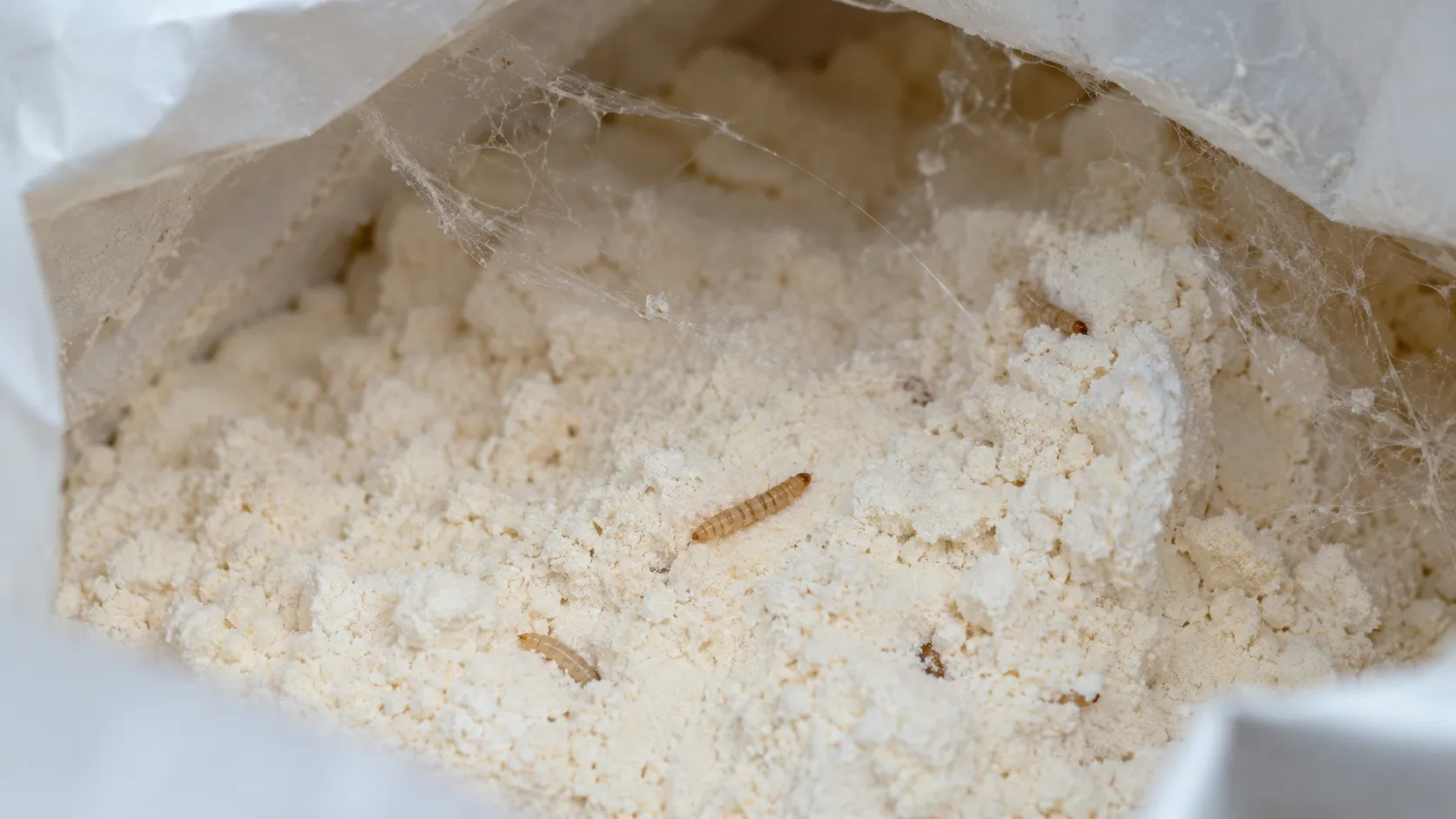 Larves de mites alimentaires dans un paquet de farine contaminé