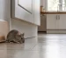Souris domestique dans une cuisine près d’un meuble bas
