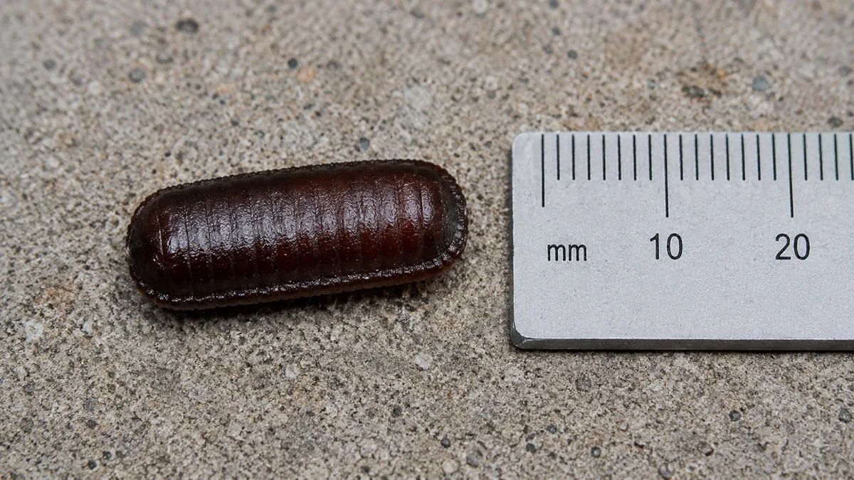 Oothèque de blatte américaine avec repère de taille sur une surface en béton