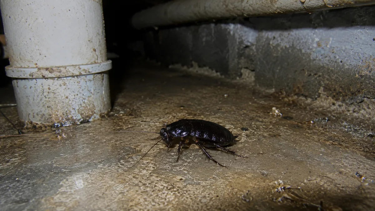 Blatte orientale dans une cave humide avec sol en béton et canalisations visibles