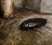 Blatte orientale noire dans une zone humide près d’une canalisation