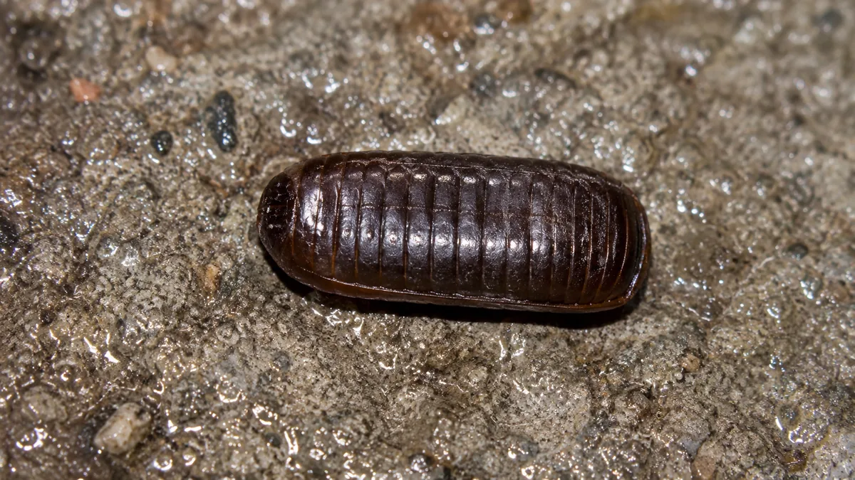 Oothèque brun foncé de blatte orientale sur une surface en béton humide