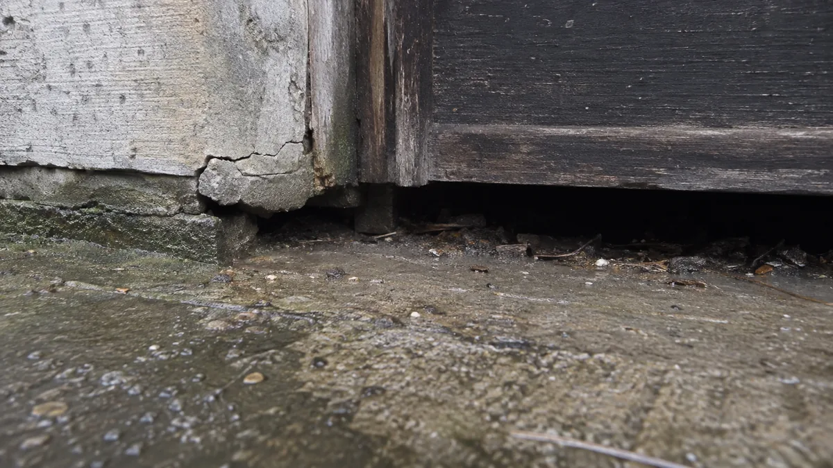 Fissure en fondation et espace sous une porte de cave servant de voie d’entrée à la blatte orientale