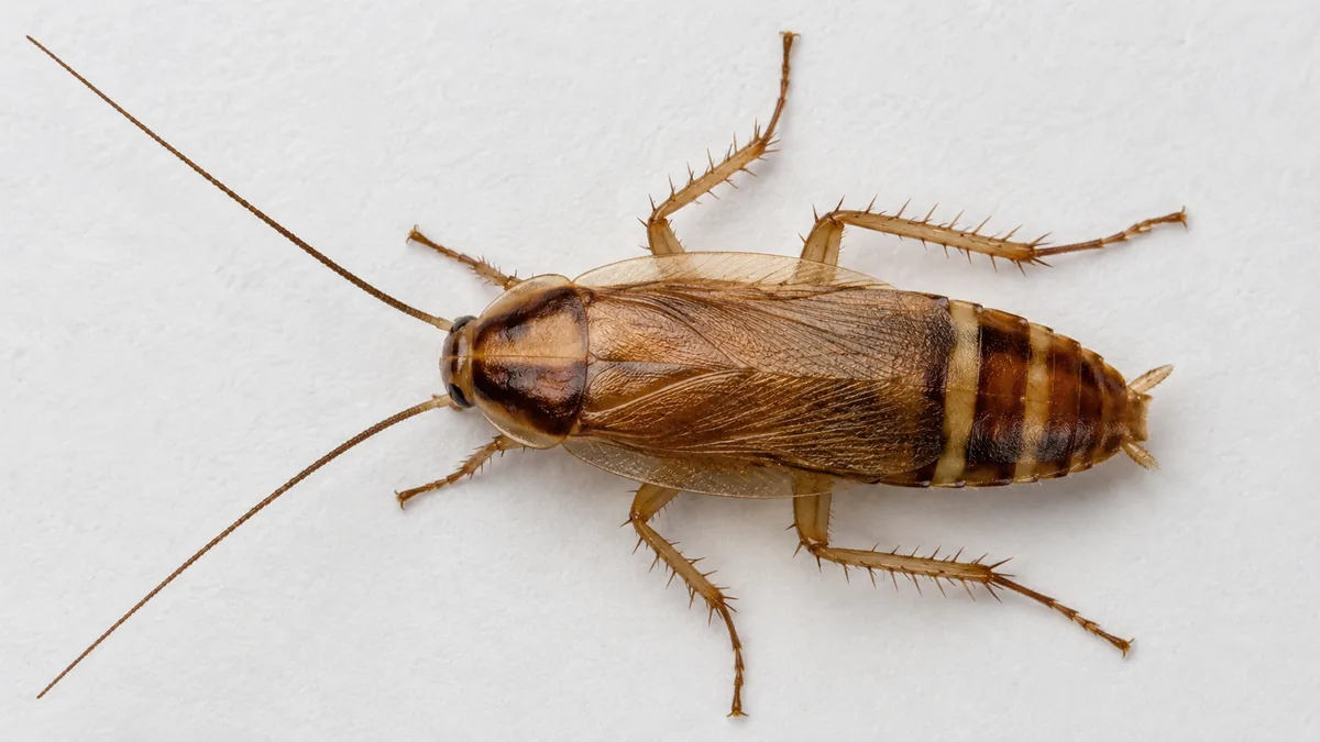 Blatte rayée adulte vue de dessus montrant les deux bandes claires sur l’abdomen