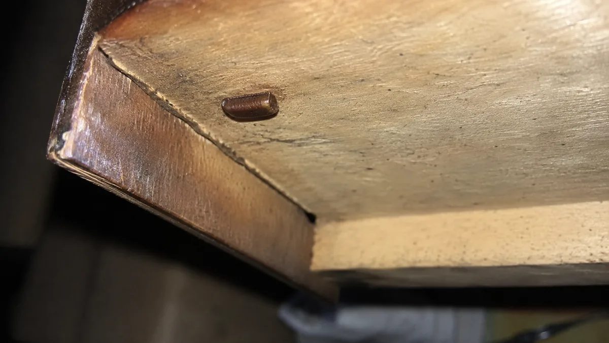 Oothèque de blatte rayée collée sous un tiroir