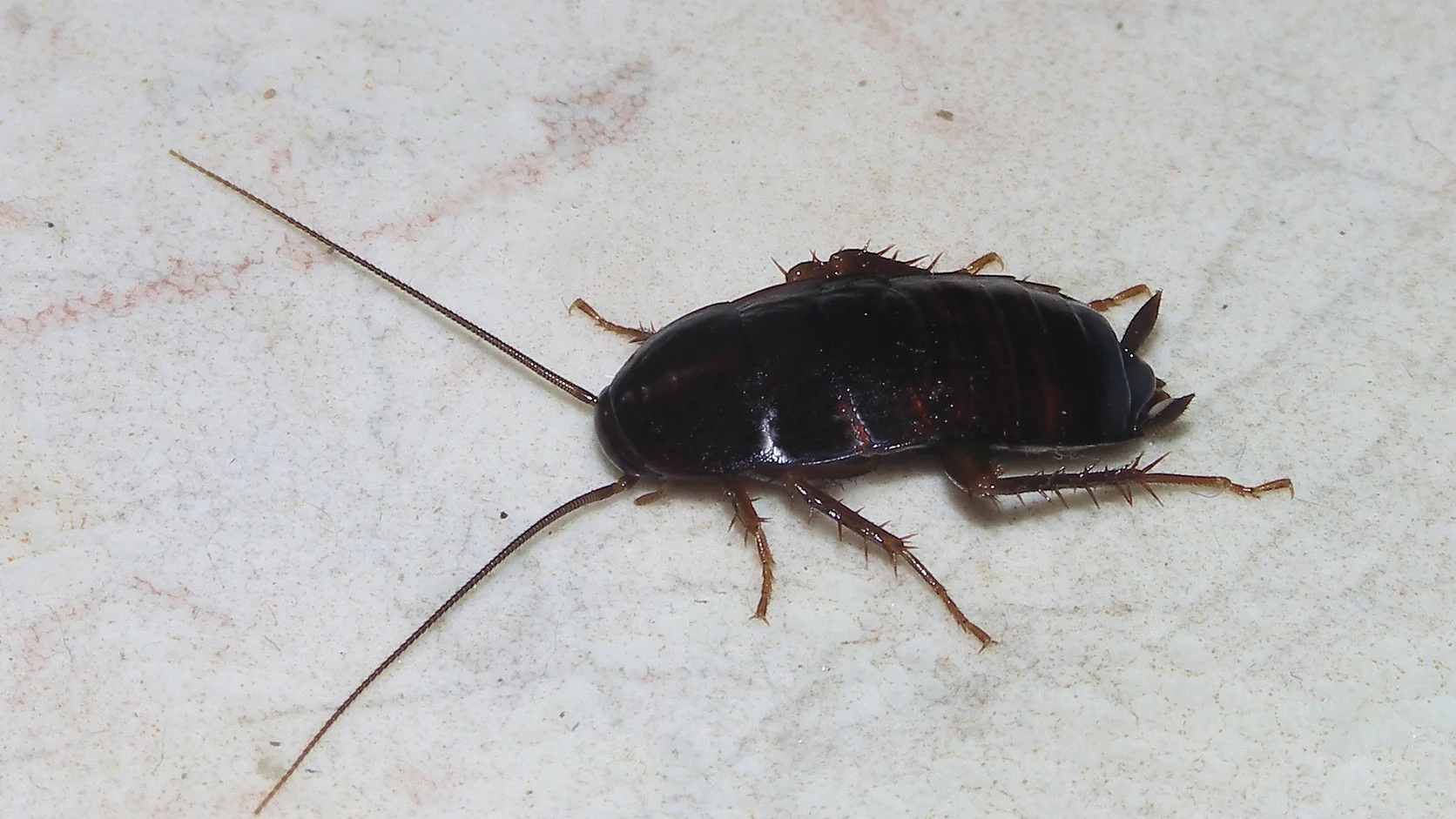 Blatte orientale femelle très sombre photographiée de dessus, avec de longues antennes