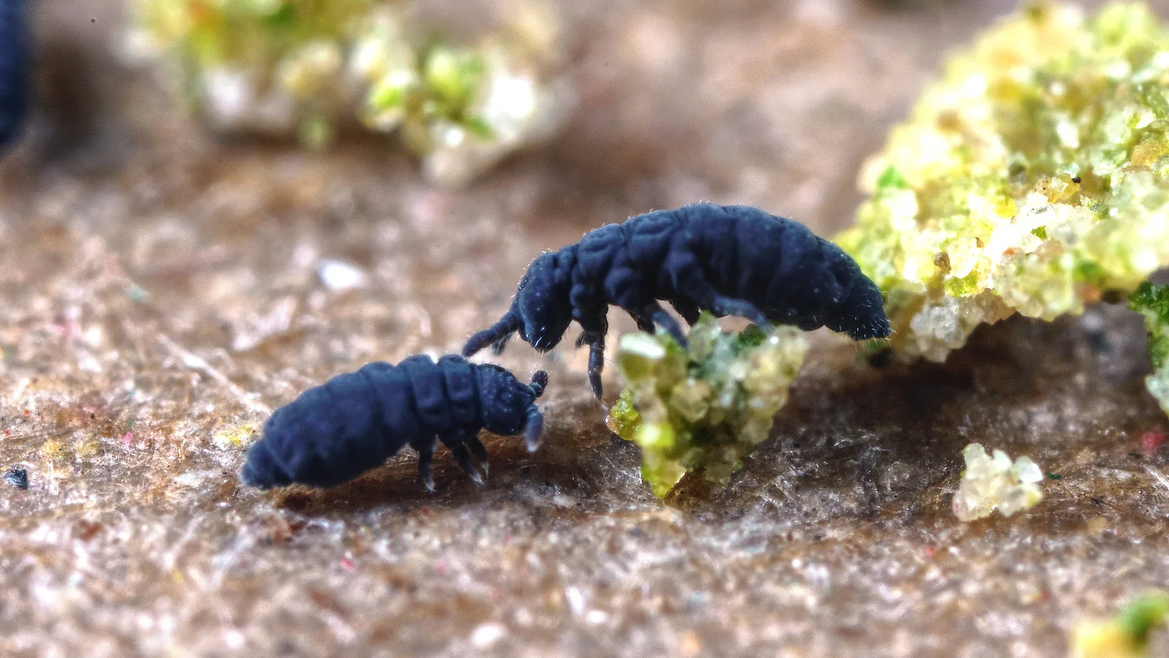 Deux collemboles sombres photographiés en macro, petits arthropodes fréquents dans les lieux humides