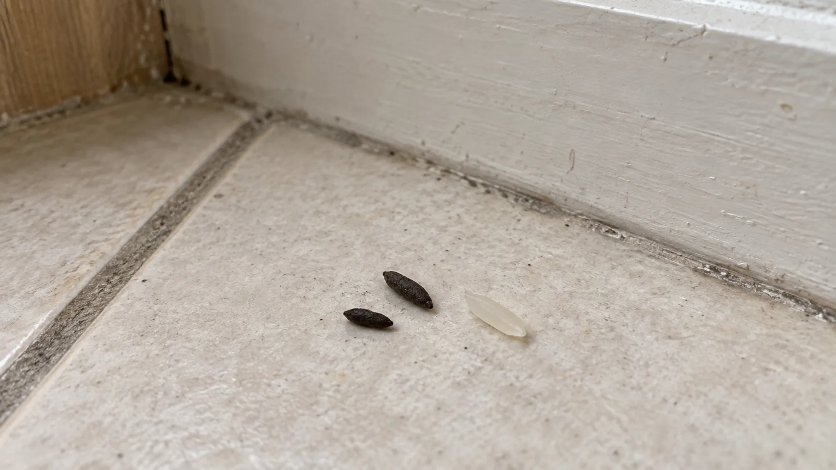 Deux crottes de souris à côté d'un grain de riz pour comparer leur taille