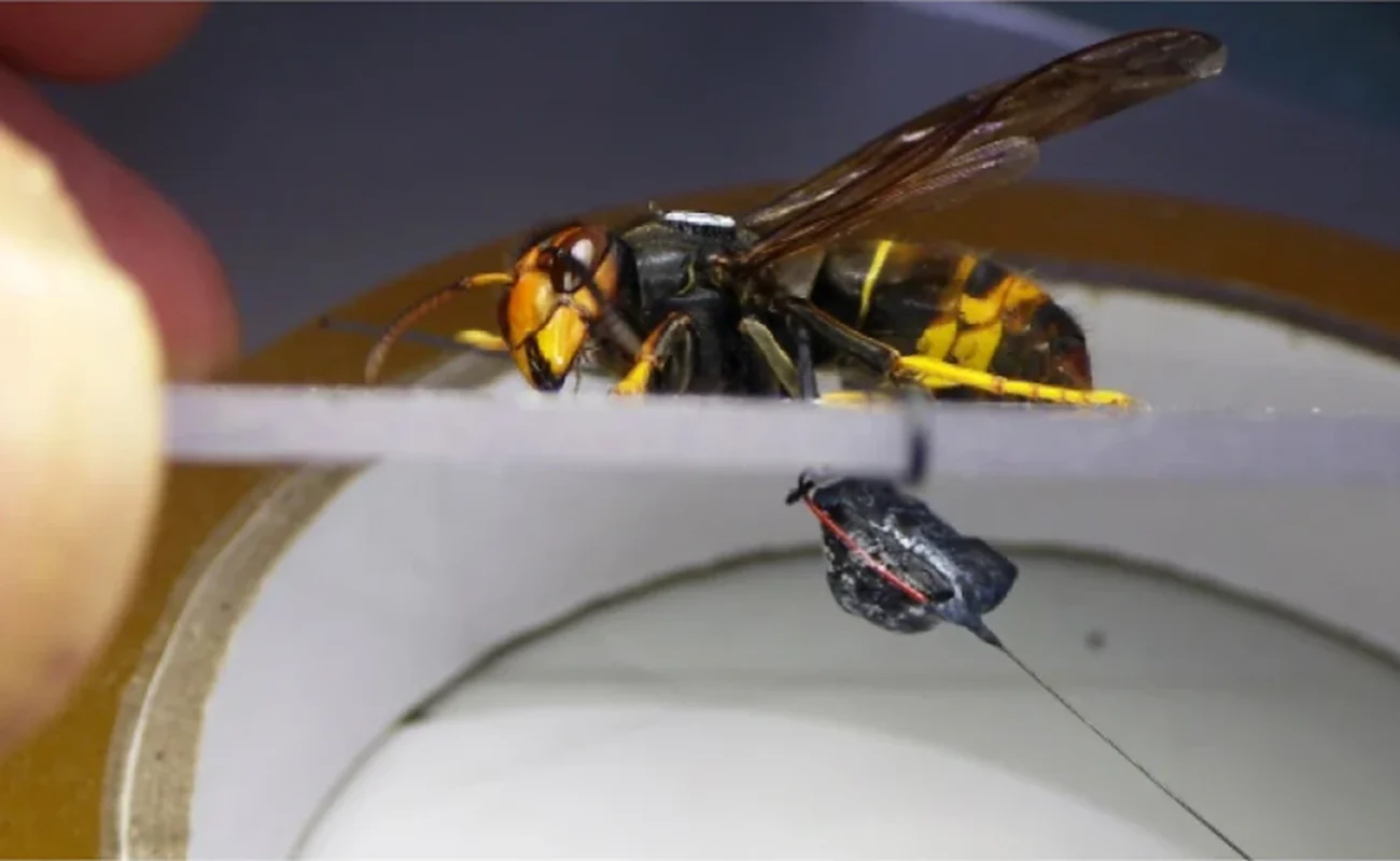 Frelon asiatique équipé d’un émetteur radio pour localiser son nid