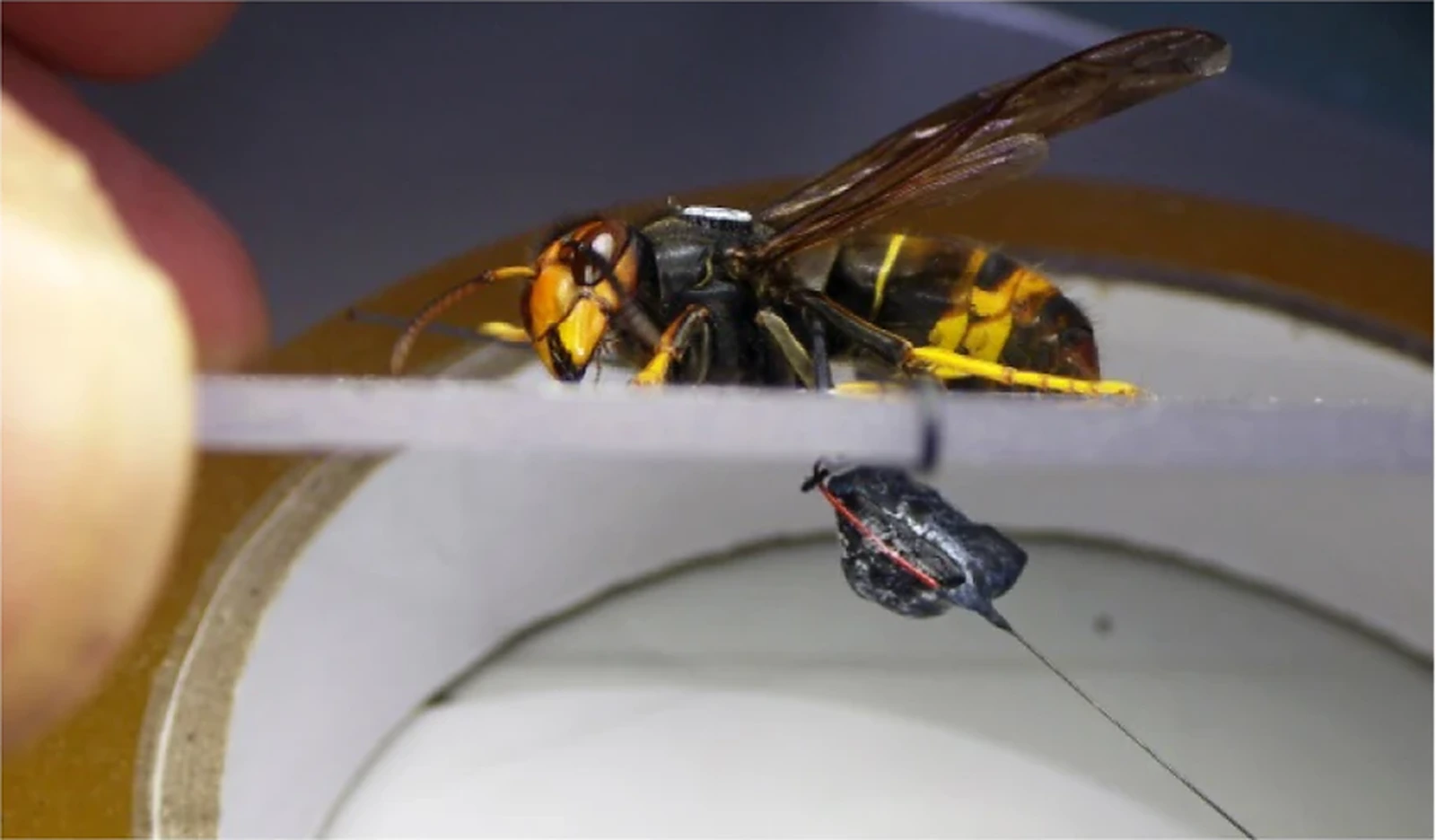 Frelon asiatique équipé d’un émetteur radio pour localiser son nid