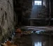 Moustique des caves posé sur un mur humide de sous-sol en automne