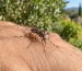 Moustique tigre posé sur une main dans un jardin du Sud en octobre